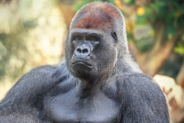 Gümüş kaplama gorilin yüzü ve vücudu doğada. Afrika vahşi hayvanı. Maymuna benzeyen bir primat.
