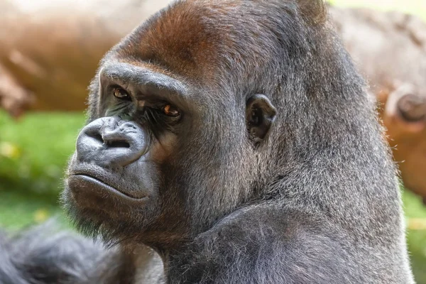 Face Gorille Argenté Regardant Droit Devant Animal Sauvage Africain Est — Photo