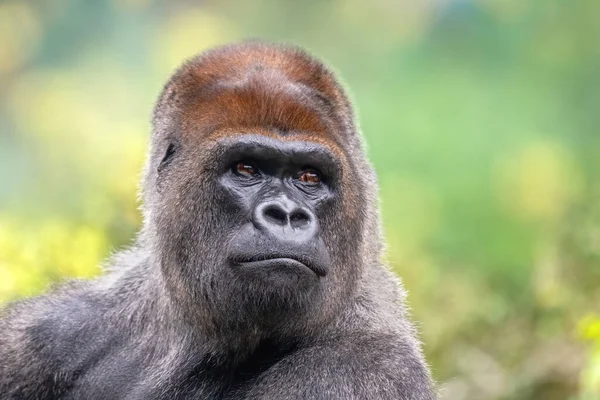 Visage Gorille Argenté Dans Nature Animal Sauvage Africain Est Primate — Photo