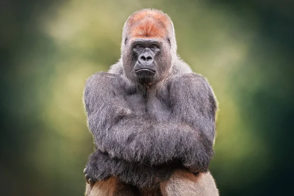 Portrait Gorille Argenté Croisant Les Mains Animal Sauvage Africain Est — Photo