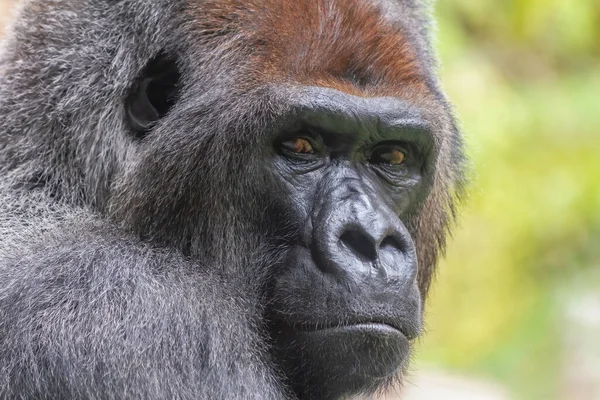 Face Gorille Argenté Dans Jungle Animal Sauvage Africain Est Primate — Photo