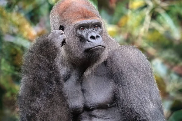 Gorille Silverylpada Posant Dans Nature Animal Sauvage Africain Est Primate — Photo