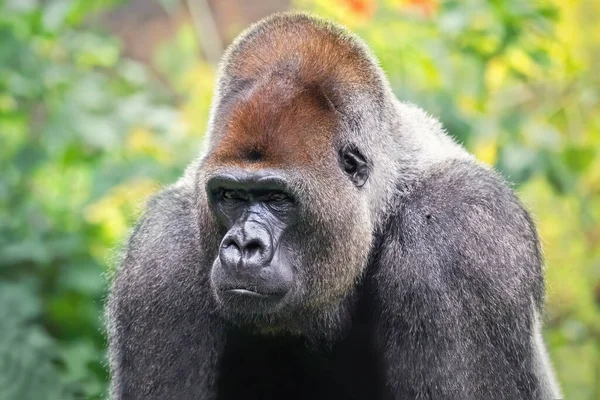 Ormandaki gümüş yastıklı goril. Afrika vahşi hayvanı. Maymuna benzeyen bir primat.