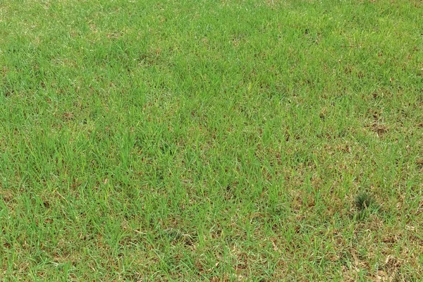 Campo Grama Verde Natural Longo Algumas Áreas Pouco Secas Vista — Fotografia de Stock