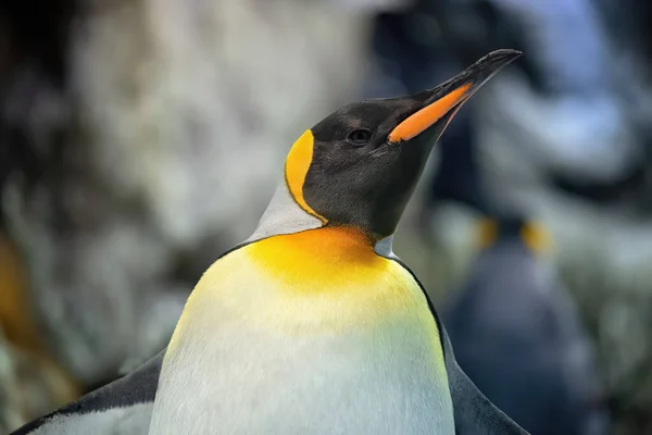Emperor Penguin Cold Antarctic Ice Animal Belongs Species Birds — Stock Photo, Image