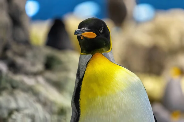 Pingüino Emperador Mirando Hacia Adelante Animal Que Pertenece Los Pájaros — Foto de Stock