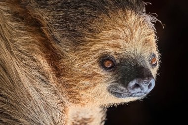 Karanlık bir arka planda asılı duran bir miskin hayvanın yakın çekimi. Sessiz ve dost canlısı vahşi hayvan