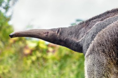 Anteater in nature. The scientific name of the animal is Vermilingua. Blurred green background clipart