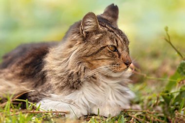 Brown cat looking to the right in a natural environment. Wild animal. Green background and out of focus