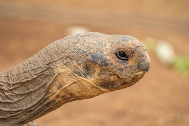 Giant turtle head in close-up. This animal belongs to the species of reptiles
