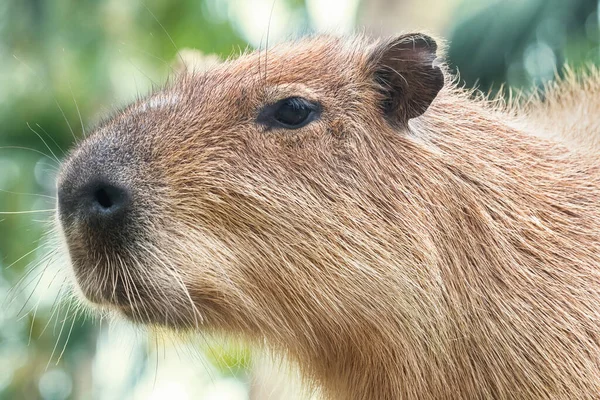 Yakın plan Capybara kahverengisi. Vahşi hayvan. Bulanık yeşil arkaplan