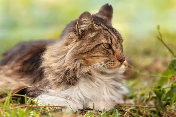 Brown Cat Looking Right Natural Environment Wild Animal Green Background — Stock Photo, Image