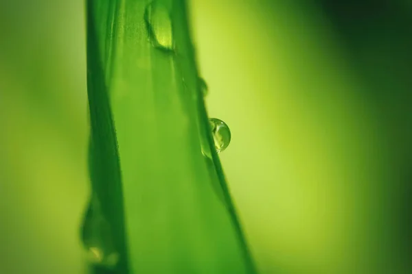 Макро Капли Воды Листе Зеленым Фоном Естественная Среда Крупным Планом — стоковое фото
