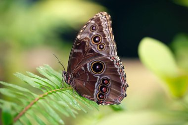 Blue morpho butterfly with closed wings posing on a plant (Morpho peleides). Close-up. Blurred green background