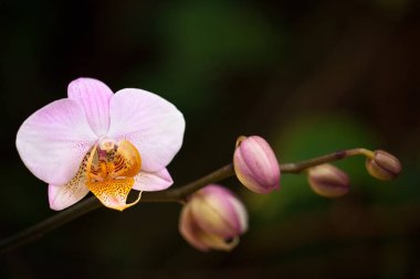 Koyu yeşil arka planda pembe ve sarı bir orkidenin yakın çekimi. Makro resim
