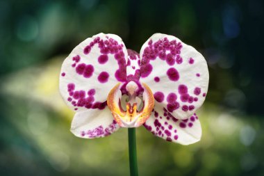 Odaklanmamış yeşil arka planda kırmızı lekeli beyaz bir orkidenin yakın çekimi. Makro resim