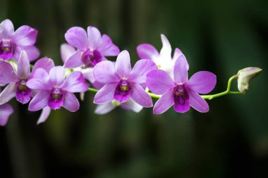 Koyu yeşil arka planda birkaç menekşe orkidesi. Görüntü yakın planda