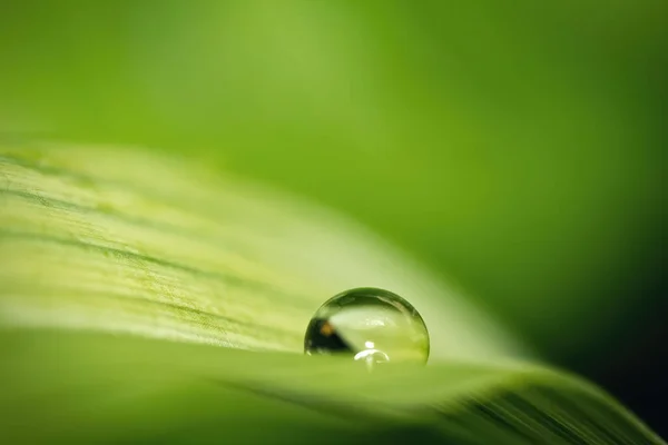 Капля Воды Макро Зеленый Лист Естественная Среда Крупным Планом — стоковое фото