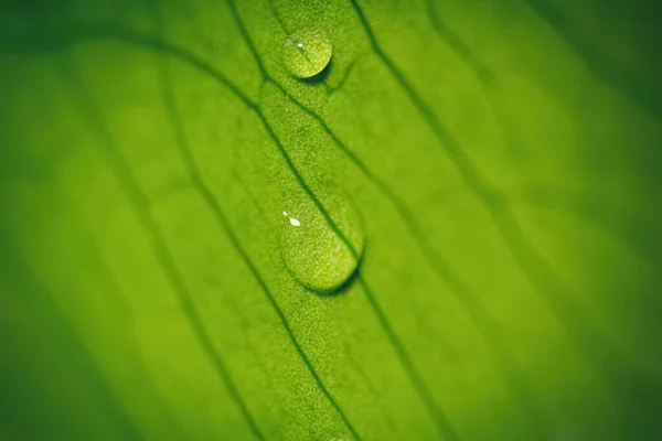 Macro Two Drops Water Leaf Natural Environment Close View — Stockfoto