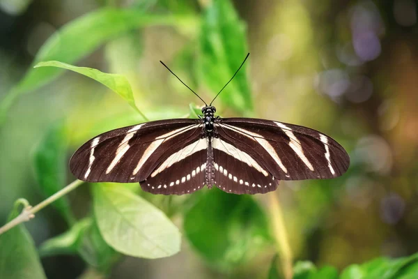 斑马长翼蝴蝶生活在自然环境的绿叶上 Heliconius Charithonia 模糊的背景 — 图库照片