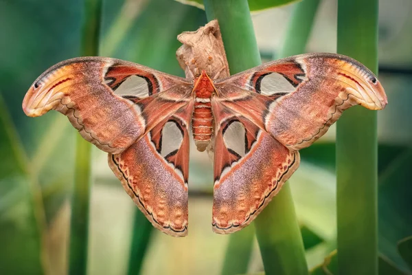 Papillon Nocturne Atlas Qui Dort Jour Attacus Atlas Gros Plan — Photo