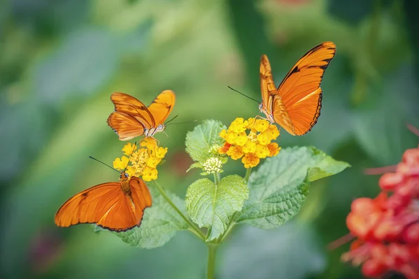 三只蝴蝶 朱莉亚 黄色花朵 Dryas Iulia 模糊的绿色背景 — 图库照片