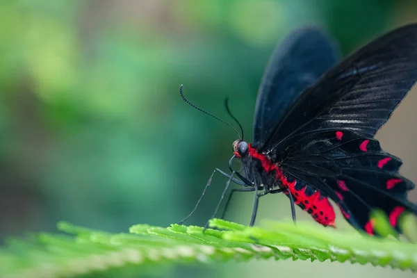 Scarlet Mormon Butterfly Resting Leaf Papilio Rumanzovia Close Defocused Green — 图库照片