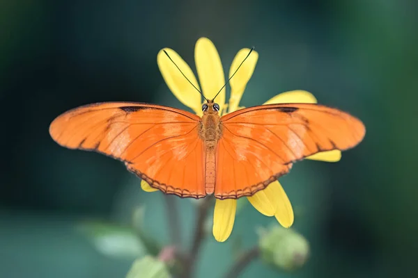 Julia Butterfly Yellow Flower Dryas Iulia Close Dark Green Background — Fotografia de Stock