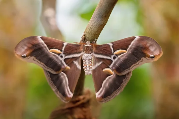 Atlas Moth Butterfly Sleeping Its Environment Day Attacus Atlas Close — 图库照片