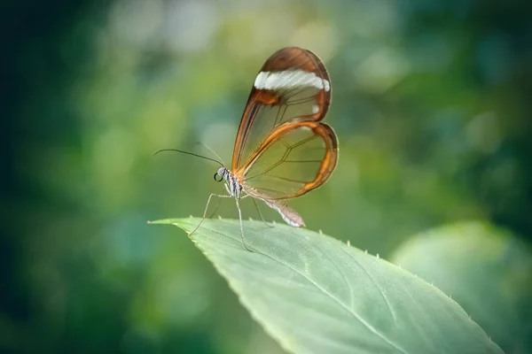 Glasswing Butterfly Leaf Greta Oto Close Green Background — Fotografia de Stock