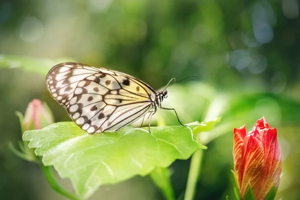 Lens Flare Large Tree Nymph Butterfly Leaf Leuconoe Idea Close — Stock Photo, Image