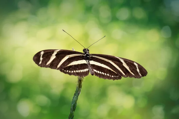 斑马长翼蝴蝶准备在自然环境中飞行 Heliconius Charithonia 脱色绿色背景 — 图库照片