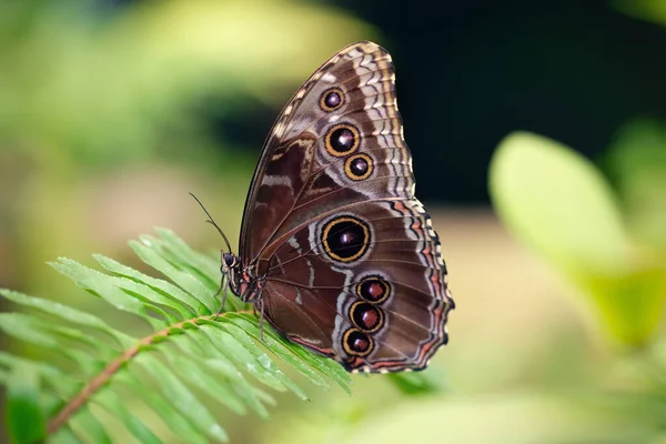 蓝色的形态蝴蝶 有闭合的翅膀 栖息在植物上 Morpho Peleides 模糊的绿色背景 — 图库照片