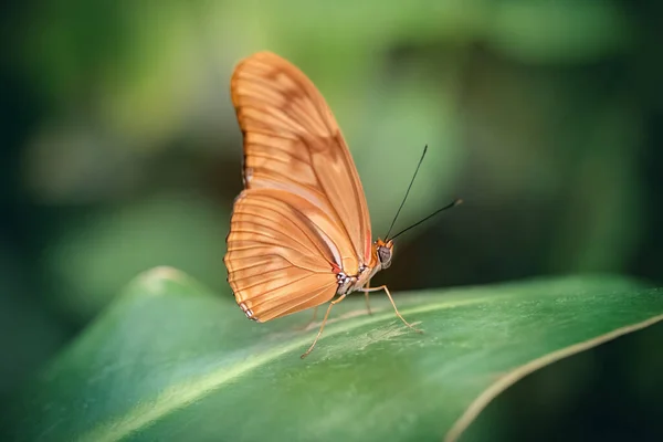 Julia Butterfly Leaf Dryas Iulia Close Green Background — Stock Photo, Image