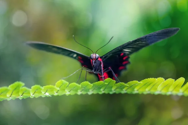 Scarlet Mormon Butterfly Resting Natural Environment Leaf Papilio Rumanzovia Close — Fotografia de Stock