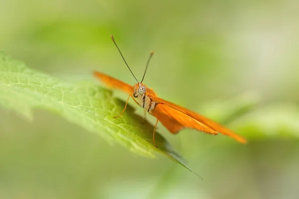 Julia kelebek bir yaprağın üzerinde dinleniyor (Dryas iulia). Yakın plan. Açık yeşil arkaplan