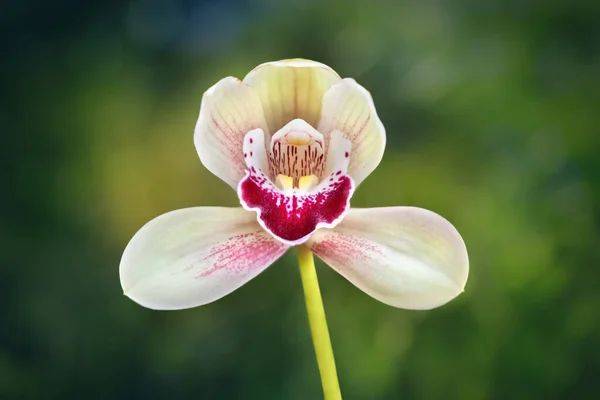 Close-up of a red and white orchid on a green background. Macro image