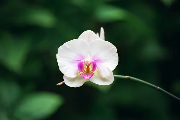Close-up of a white and pink orchid on an out-of-focus green background. Macro image