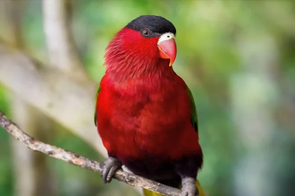 Черный Красный Попугай Природной Среде Wild Bird Крупный План Расслабленный — стоковое фото