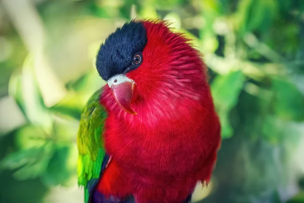 Black Red Capped Parrot Natural Environment Close Blurred Green Background — Stockfoto