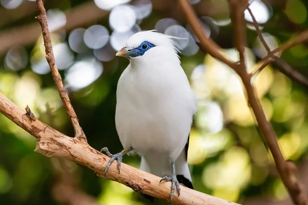 Blue White Parrot Resting Branch Close Bird Wild Blurred Background — Stok fotoğraf