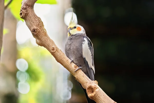 Ağaç Dalında Horoz Papağanı Vahşi Doğadaki Kuşun Yakın Çekimi Bulanık — Stok fotoğraf