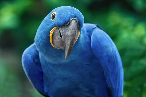 Funny Blue Parrot Hyacinth Macaw Natural Environment Close Bird Wild — Fotografia de Stock