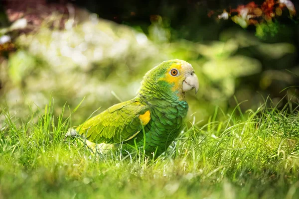 Зелений Папуга Йде Траві Дикому Середовищі Розмитий Фон — стокове фото