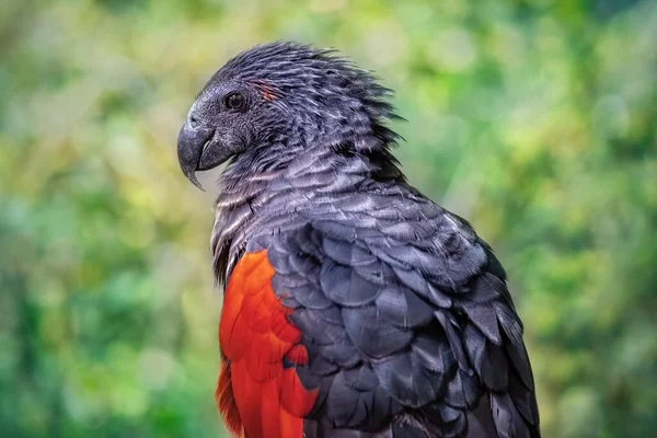 Koyu Kırmızı Bir Papağan Portresi Vahşi Doğadaki Kuşun Yakın Çekimi — Stok fotoğraf