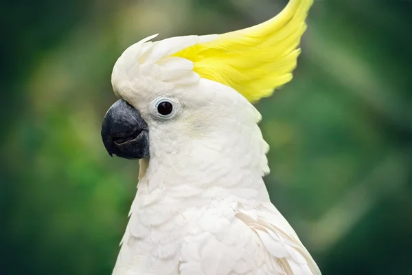 白色鹦鹉的肖像 自然环境中的硫磺形鹦鹉 在野外的鸟的特写 脱色绿色背景 — 图库照片