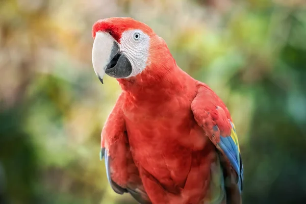 Červený Papoušek Scarlet Macaw Přírodním Prostředí Detailní Záběr Ptáka Divočině — Stock fotografie