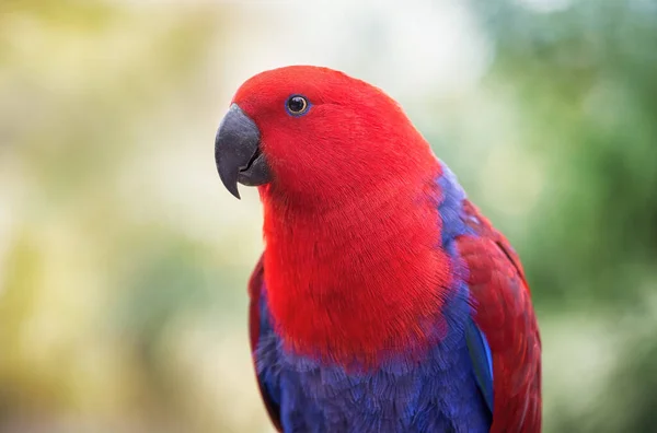 Loro Rojo Azul Periquito Ambiente Natural Primer Plano Del Pájaro —  Fotos de Stock