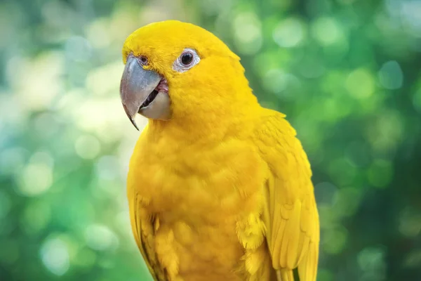 黄色鹦鹉的肖像 自然环境中的鹦鹉 在野外的鸟的特写 模糊的绿色背景 — 图库照片
