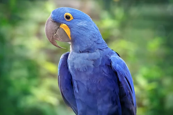 Portrait Blue Parrot Hyacinth Macaw Close Bird Wild Blurred Green — Fotografia de Stock